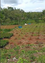 Progress Penanaman Pohon Buah Alpukat Program Ketahanan Pangan Capai 40 Persen Hari ini